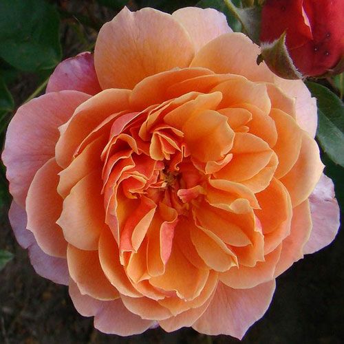 バラ苗  【グレッツジョイ】 2年大株苗 4号鉢 （クライミングローズ つるバラ）