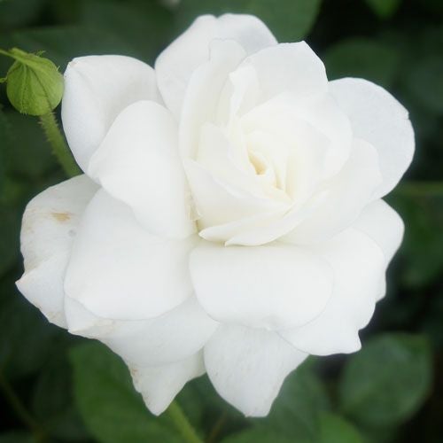 バラ苗  【CLアイスバーグ】 2年大株苗 4号鉢 （クライミングローズ つるバラ）