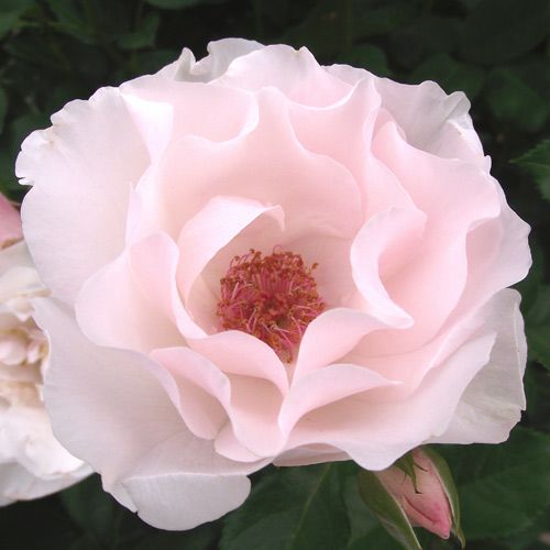 バラ苗  【パールミラト】 2年大株苗 4号鉢 （クライミングローズ つるバラ）