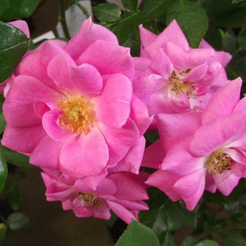 バラ苗  【パルメンガルテンフランクフルト】 2年大株苗 4号鉢 （クライミングローズ つるバラ）