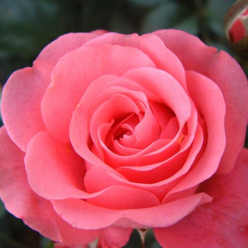 バラ苗  【ベラローザ】 2年大株苗 4号鉢 （フロリバンダローズ 中輪木立）