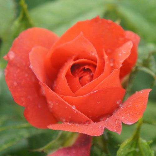 バラ苗  【ホットチョコレート】 2年大株苗 4号鉢 （フロリバンダローズ 中輪木立）