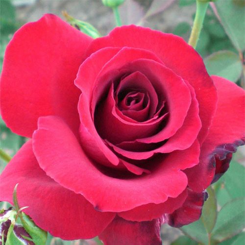 バラ苗  【ドゥフトツァウバー】 2年大株苗 4号鉢 （ハイブリッドティーローズ）