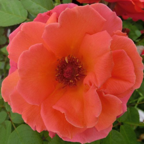 バラ苗  【トロイカ】 2年大株苗 4号鉢 （ハイブリッドティーローズ）