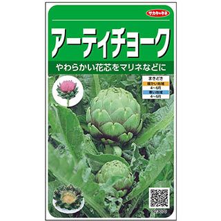 西洋野菜 種 【 アーティチョーク 】 実咲