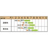 ズッキーニ 種 【 ダークヤングマン 】 100粒 ( ズッキーニの種 )