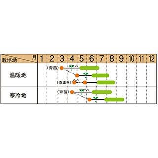 ズッキーニ 種 【 ダークヤングマン 】 100粒 ( ズッキーニの種 )