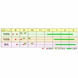 ブロッコリー 種 【 クリア 】 キダネ２０００粒( ブロッコリーの種 )