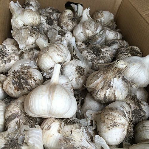 にんにく ホワイト六片 種球 約100g(5～7個） 【国産】 [ 葫 球根 種 ]