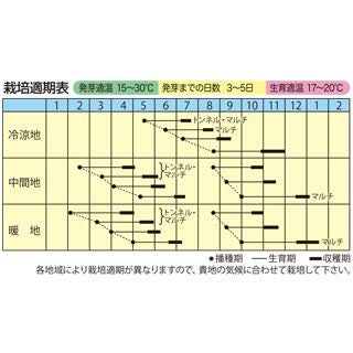 大根 種 【味ぴかいち紫】 2ｍｌ（約130粒）（ 種 野菜 野菜種子 野菜種 ）