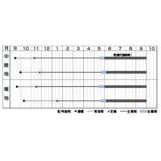 玉ねぎ 種 【 赤玉ねぎ ケルたまルビー 】 1.8ｍｌ（約190粒） ( タマネギの種 )