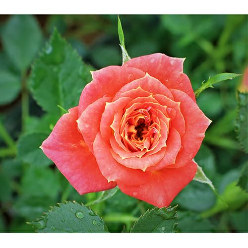 ミニチュアローズ(ミニバラ) | 菜園くらぶ 種と苗と園芸資材の専門店