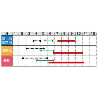 ナス 種 【 米なすドカンチョ 】 小袋 ( ナスの種 )