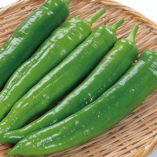 ししとう 種 【 甘とうジャンボ 】 小袋 ( とうがらし・ししとうの種 )