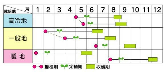 カボチャ 種 【 ブラックのジョー 】 500粒 ( カボチャの種 )