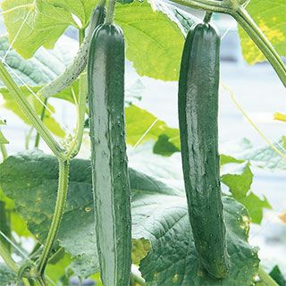 キュウリ 種 【 おうち野菜　夏バテ知らず 】 実咲小袋 ( キュウリの種 )