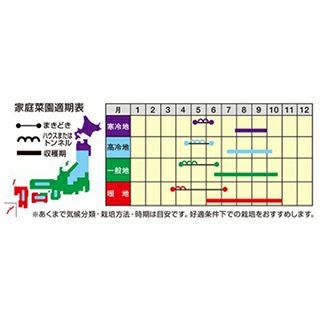 オクラ 種 【 大奥 】 2000粒 ( オクラの種 )