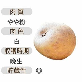 じゃがいも 種芋 【予約】 【 きたかむい 1kg 入り】