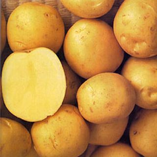 馬鈴薯 | 菜園くらぶ 種と苗と園芸資材の専門店