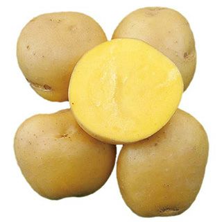 ゃがいも 種芋 【予約】 【 ながさき黄金 1kg 入り】[馬鈴薯 ばれいしょ 種イモ 栽培 販売]