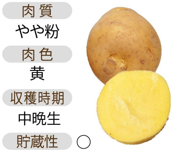 ゃがいも 種芋 【予約】 【 ながさき黄金 1kg 入り】[馬鈴薯 ばれいしょ 種イモ 栽培 販売]