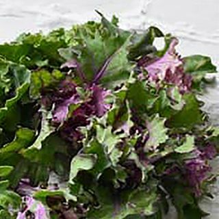 キャベツ 野菜苗 【プチヴェール ルージュ】 苗 6本セット