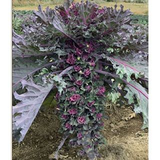 キャベツ 野菜苗 【プチヴェール ルージュ】 苗 6本セット