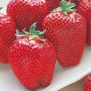 いちご苗 野菜苗 【イチゴ苗 まんぷく２号】3号ポット