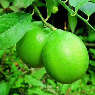 柑橘類の苗【 タヒチライム 1年生苗木 】 | 菜園くらぶ 種と苗と園芸