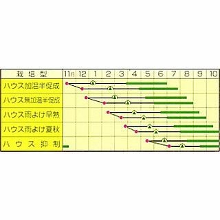 ミニトマト 種 【ＣＦプチぷよ 2】 100粒 