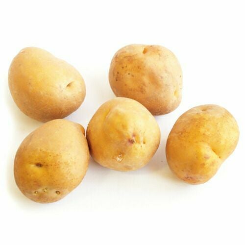 じゃがいも 種芋 【予約】 【 インカのめざめ 500g 入り】