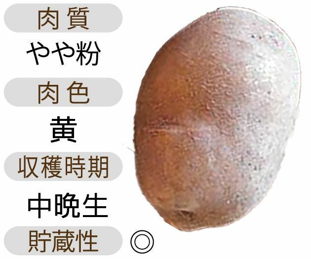 じゃがいも 種芋 【予約】 【 サッシー 500g 入り】