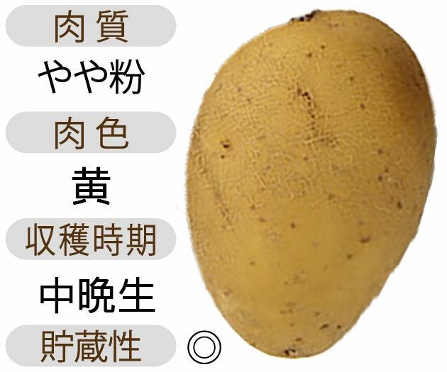 じゃがいも 種芋 【予約】 【 グウェン 500g 入り】