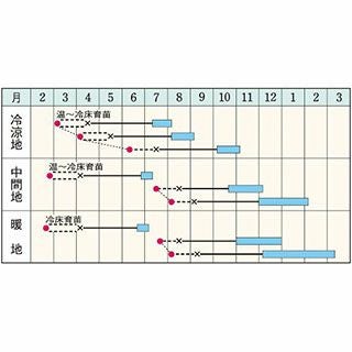 キャベツ 種 【 ネオルビーＳＰ 】 種子 フイルムコート種子 