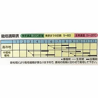 ビーツ 種 【 うずまきビーツ 】 小袋 ( ビーツの種 )