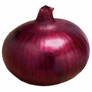 玉ねぎ苗 | 菜園くらぶ 種と苗と園芸資材の専門店