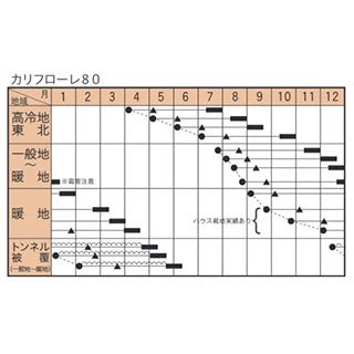 カリフラワー 種 【 カリフローレ80 】 コート2500粒 ( カリフラワーの種 )