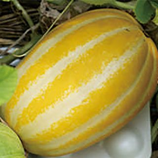 まくわ | 菜園くらぶ 種と苗と園芸資材の専門店