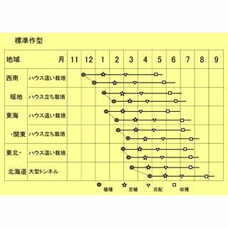 メロン 種 【 タカミレッド 】 10粒 ( メロンの種 )