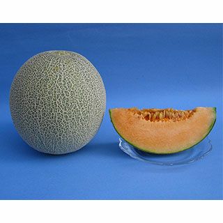 メロン 種 【 タカミレッド 】 100粒 ( メロンの種 )