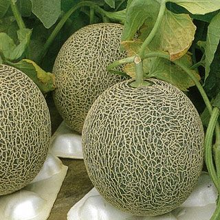 メロン 種 【 タカミ 】 10粒 ( メロンの種 )