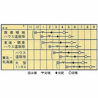 メロン 種 【 タカミ 】 10粒 ( メロンの種 )