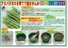 アスパラガス 素掘り株 苗 スーパージャンボ 2Lサイズ