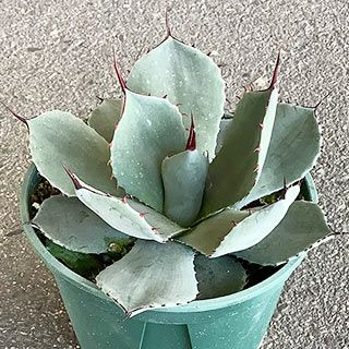  多肉植物 アガベ パリー トランカータ 15cmポット