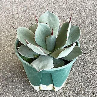  多肉植物 アガベ パリー トランカータ 15cmポット
