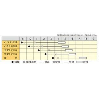 スイカ 種 【 栄光 】 200粒 ( スイカの種 )