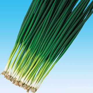 ネギ 種 【 やまひこ 】 1L ( ネギの種 )