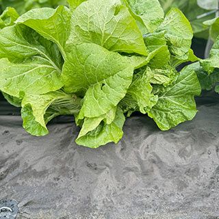 紙マルチ　厚み0.085mm×幅95cm×長さ10ｍ 菜園用