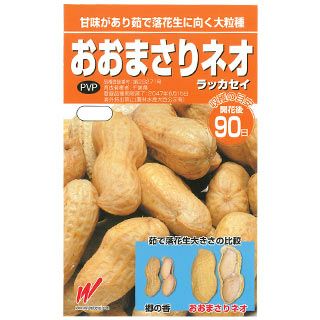 落花生 種 【 おおまさりネオ（むき実） 】 1dl ( ラッカセイの種 )