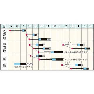 カブ 種 【 スワン 】 Lコート5000粒 ( カブの種 )